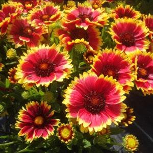 100+ Blanketflower Firewheel SEEDS Gaillarida pulchella. Draws Pollinators and Bees Cut Flower Bouquet Dizzy Bees Urban Garden