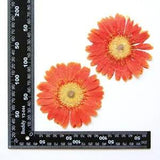 2PCS Real Pressed Dry daisy Flower, Large orange Flower Head for art FSS26 #12
