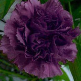 30+   CARNATION  King of The Blacks Deep Purple  Fragrant  Perennial  Hardy Flower Seeds Flower Delivery