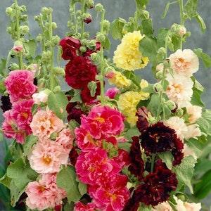 Giant Hollyhock Flower Mix 35 Seeds