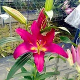 20 SEEDS for Fuchsia Pink 3 LILY RARE flower bloom exotic home plant USA Seller