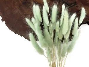 30 Pieces - 12-15" Mint Green Bunny Tail Preserved Dried Botanical Grass Bouquet