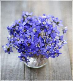 Hepaticas Flower Delivery