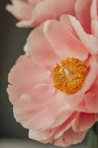Pink peony flower wall art poster with detailed yellow center, close-up floral design