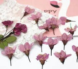 Cherry Sakura Flower Plants Herbarium Pressed Dried For Jewelry Postcard Crafts