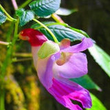 Rare Parrot Orchid Seeds, Impatiens psittacina Seeds, Rare Orchid Seeds, Rare Flower Seeds, Orchid Seeds