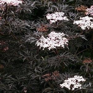 BLACK COW PARSLEY Anthriscus Sylvestris Ravenswing 10 Seeds