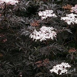 BLACK COW PARSLEY Anthriscus Sylvestris Ravenswing 10 Seeds