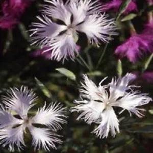 30+ White  Dianthus Carnation Superbus Spooky Flower Seeds / Perennial