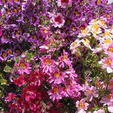 100+ Angel Wings Mix Flower Seeds-Schizanthus Wisetonensis- Schizanthus Angel Wings Flower- Poor Man's Orchid-Butterfly Annual Flower-(B418)
