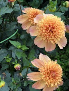 Dahlia Sandia Brocade Flower Delivery