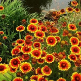 Blanket Flower Brown Eyed Susan Flowers 1g - 100 Seeds - Gaillardia Aristata NON GMO