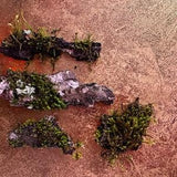 Lot Mossy Bark