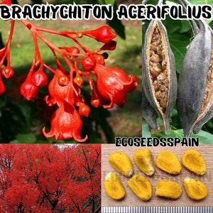 10-100 Brachychiton Acerifolius Fresh Seeds, Illawarra Flame Tree, Bottle Tree.