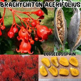 10-100 Brachychiton Acerifolius Fresh Seeds, Illawarra Flame Tree, Bottle Tree.