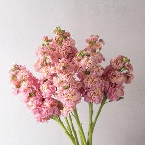 30 StoX Champange Stock Flower Seeds / Matthiola incanas / Cut Flower / Container Gardening / English Garden / Wildflowers / Cottage Garden