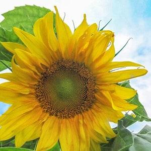 25 SUNFLOWER MONGOLIAN GIANT Flower Seeds.