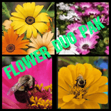 Flowers That Attract Pollinators : Zinnia and African Daisy Duo Seed packs. 60 seeds
