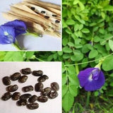 Single Layer Blue Butterfly Pea Seeds Clitoria Terntea Vine Flower