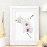White Orchid Watercolour A4 Art Print