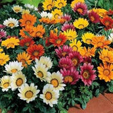GAZANIA SUNSHINE Mix Flower Seeds