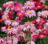 100 Mixed Colors ROBINSONS PAINTED DAISY Chrysanthemum Seeds