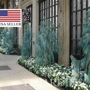30 Cupressus Cashmeriana seeds - Kashmir cypress, butan cypress, cupressus blue cascade