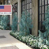 30 Cupressus Cashmeriana seeds - Kashmir cypress, butan cypress, cupressus blue cascade