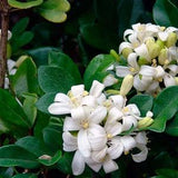 Murraya Paniculata - Orange Jasmine - Extremely Fragrant Flowers jocad - 5 Seeds