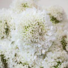 White Focal Scoop Scabiosa Flower | Bulk Flowers | FiftyFlowers Flower Delivery