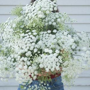 40+ seeds / White Dill - Ammi Seeds / Flower Seeds / Ammi majus / White Flower / (#13)