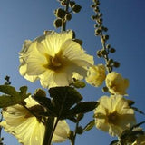 YELLOW HOLLYHOCK Alcea Taurica Hardy Perennial, 5 Rare Seeds