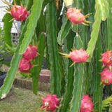 Hylocereus hundatus cactus-3 red dragon fruit live plant-pitaya red