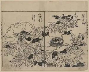 Photo of Ukiyo-e,Yasukuni Tachibana,Japan,Peony Blossoms,Flowers,Peonies,1755