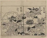Photo of Ukiyo-e,Yasukuni Tachibana,Japan,Peony Blossoms,Flowers,Peonies,1755