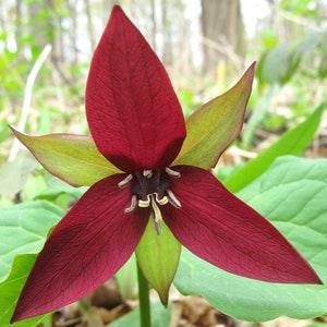 Red Trillium Flower Seeds | Wake Robin Plant Seed Packet | Purple Trillium erectum Seeds | Bethroot, Stinking Benjamin Flowers