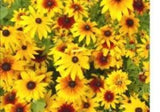 Gloriosa Daisies-Heirloom Wildflower- Perennial-300ct-Rock Gardens-USA Seller