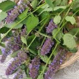1000 Sleeping Bee Licorice Scented Agastache Seeds Perennial Medicinal Herb Giant Hyssop Tea Cut Flower Bouquet Dizzy Bees Urban Garden