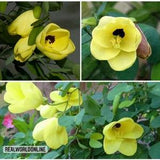 10 seeds of BAUHINIA RETUSA - ORCHID tree - orchids - high quality top selected seeds