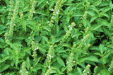 Prune Your Basil Plants, but Don't Throw out the Flowers! Flower Delivery
