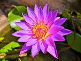10 BLUE WATER LILY Pad Nymphaea Caerulea Asian Lotus Flower Pond Seeds