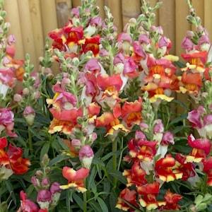 200/1000 Rembrandt Snapdragon Garden Flower Seeds*Heirloom Golden Yellow & Orange Plant*Antirrhinum majus*Garten-L?wenmaul*Saatgut*FLAT SH