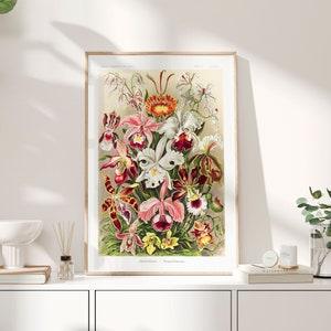 Vintage Orchid Poster, 1904 - Haeckel Prints, Botanical Art Poster, Flowers Print, Tropical plants wall art Poster, Birthday Gift PS0298