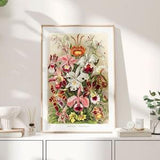 Vintage Orchid Poster, 1904 - Haeckel Prints, Botanical Art Poster, Flowers Print, Tropical plants wall art Poster, Birthday Gift PS0298