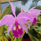 Cattleya warscewiczii x sib var (typo '1776' x var flamea 'Gigantea de Cutie) Highly sought after cattleya orchid species. King of the Catts