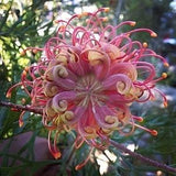 Pink Spider Flower - Grevillea sp. - Rare 'Plant' Seeds - Pink Cleome, Pink-Yellow, Pink Spider Plant, Spider Flower, Pink Lace Flower