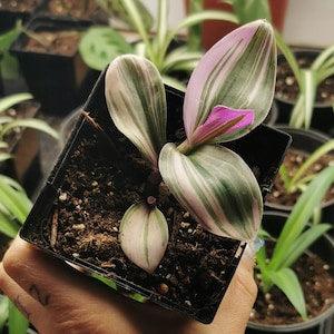 RARE*Tradescantia Nanouk Bouture enracin¡§?