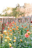 A field of dahlias Flower Delivery