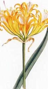 Golden Spider Lily --POSTCARD