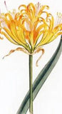Golden Spider Lily --POSTCARD